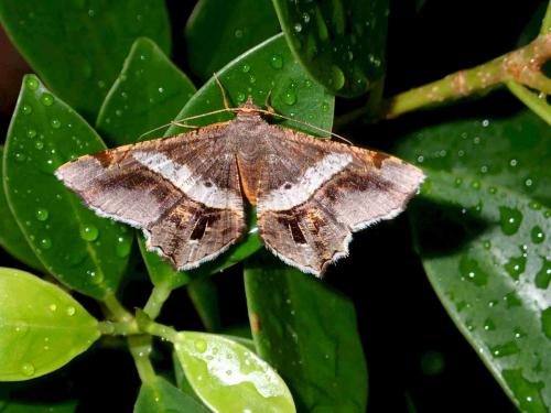 Chiasmia sp.
